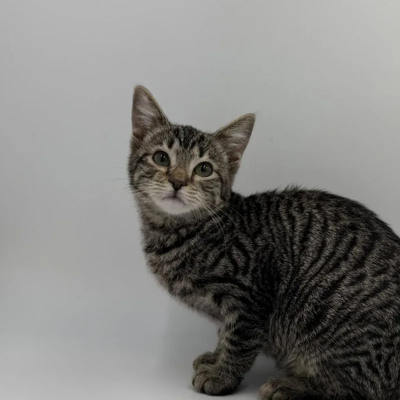 A baby small-sized female Domestic Short Hair cat named Raspberry Tart for adoption in State College, PA