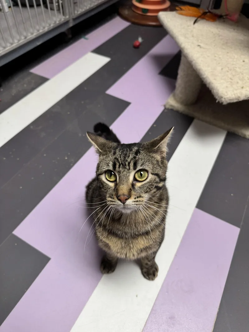 Thunderdome thumbnail 2