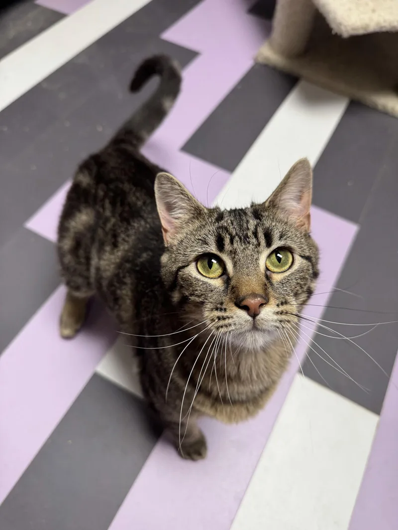 Thunderdome thumbnail 3