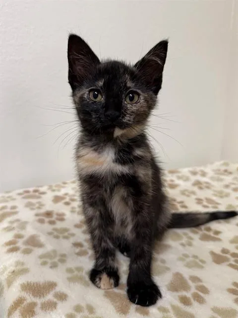 A baby small-sized female Domestic Short Hair cat named Shadow for adoption in Tustin, CA