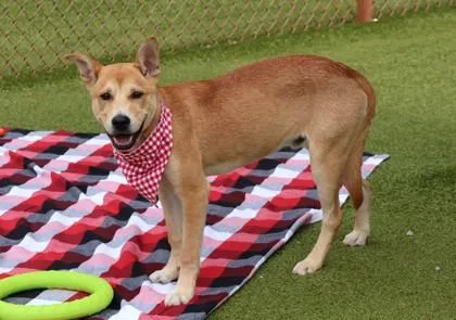 A young medium-sized male Mixed Breed dog named Buster Project Homebound for adoption in Athens, GA