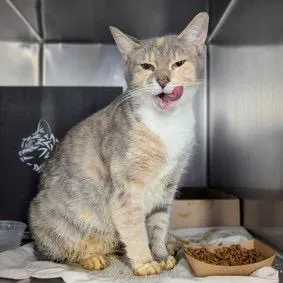 An adult large-sized female Calico Domestic Short Hair cat named Cupcake for adoption in Oyster Bay, NY