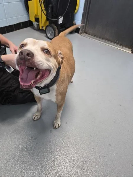A senior large-sized female Pit Bull Terrier dog named Pen for adoption in Lawrenceville, GA