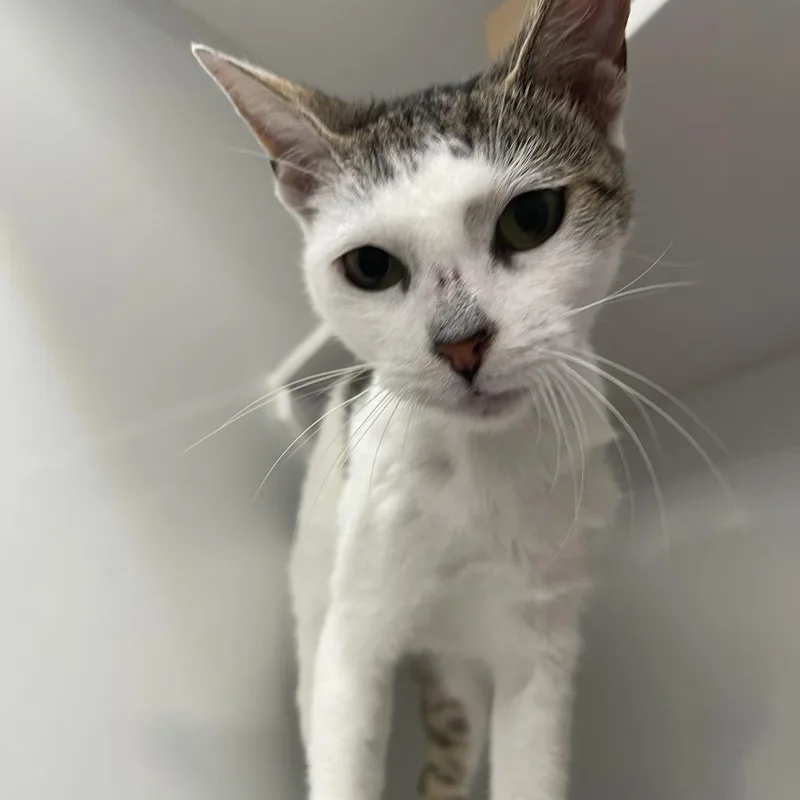 An adult medium-sized female Domestic Short Hair cat named Madame Flurrie for adoption in Los Angeles, CA