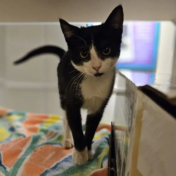 A baby small-sized male Domestic Medium Hair cat named Soju for adoption in Oakland, CA