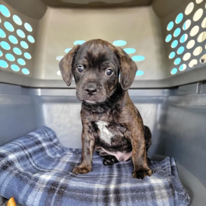 A baby small-sized male Brindle Mixed Breed dog named Squeaks for adoption in Montgomery, AL