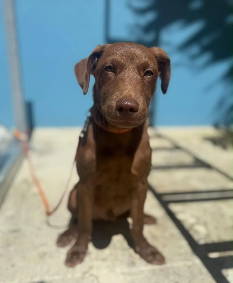 A baby medium-sized male Labrador Retriever dog named Canelo for adoption in Jenkintown, PA