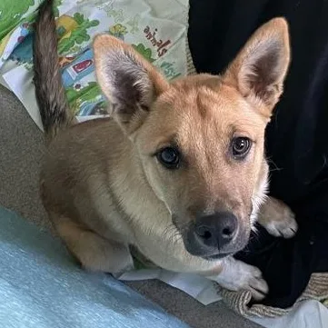 A young medium-sized male Brown / Chocolate German Shepherd Dog dog named Cooper for adoption in Flagstaff, AZ