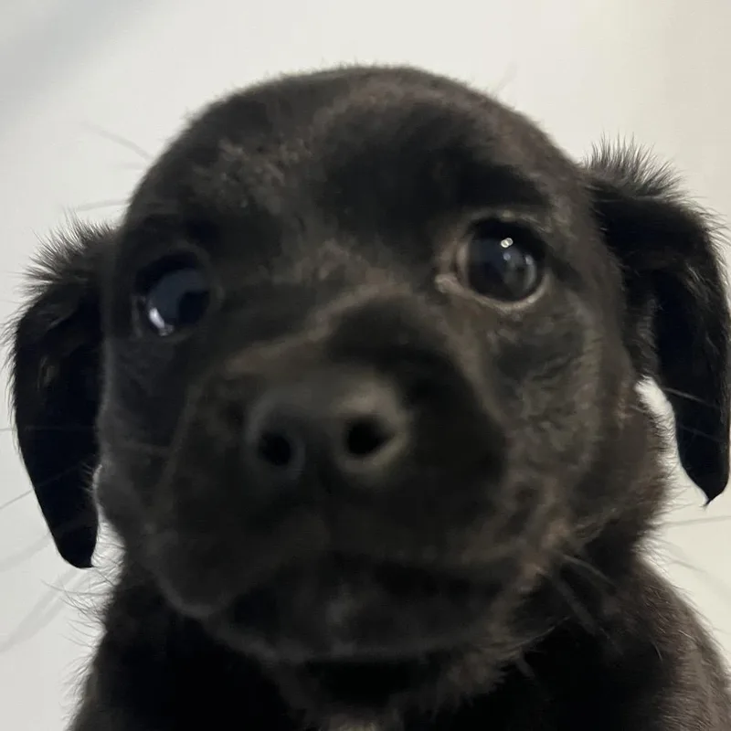 Hershey thumbnail 2