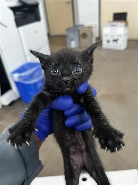 A baby medium-sized female Domestic Medium Hair cat named Snickers for adoption in Dallas, TX