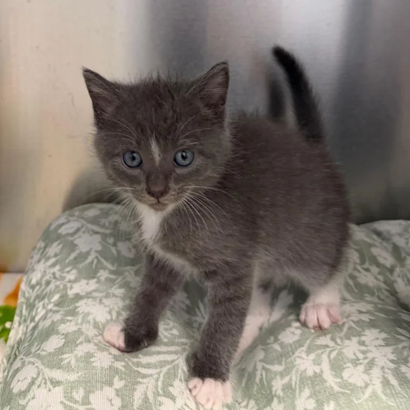 A baby small-sized male Gray / Blue / Silver Domestic Short Hair cat named Sriracha for adoption in Martinsville, VA