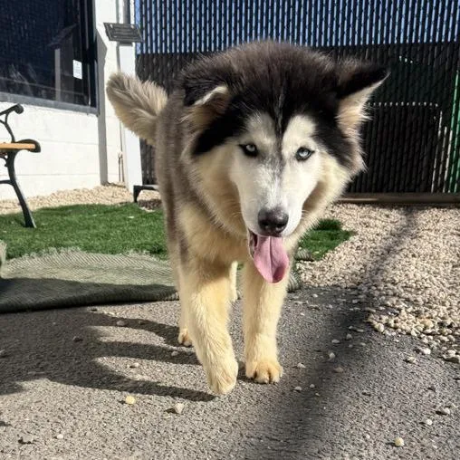 A young medium-sized female Alaskan Malamute dog named Dinky for adoption in Medford, NY