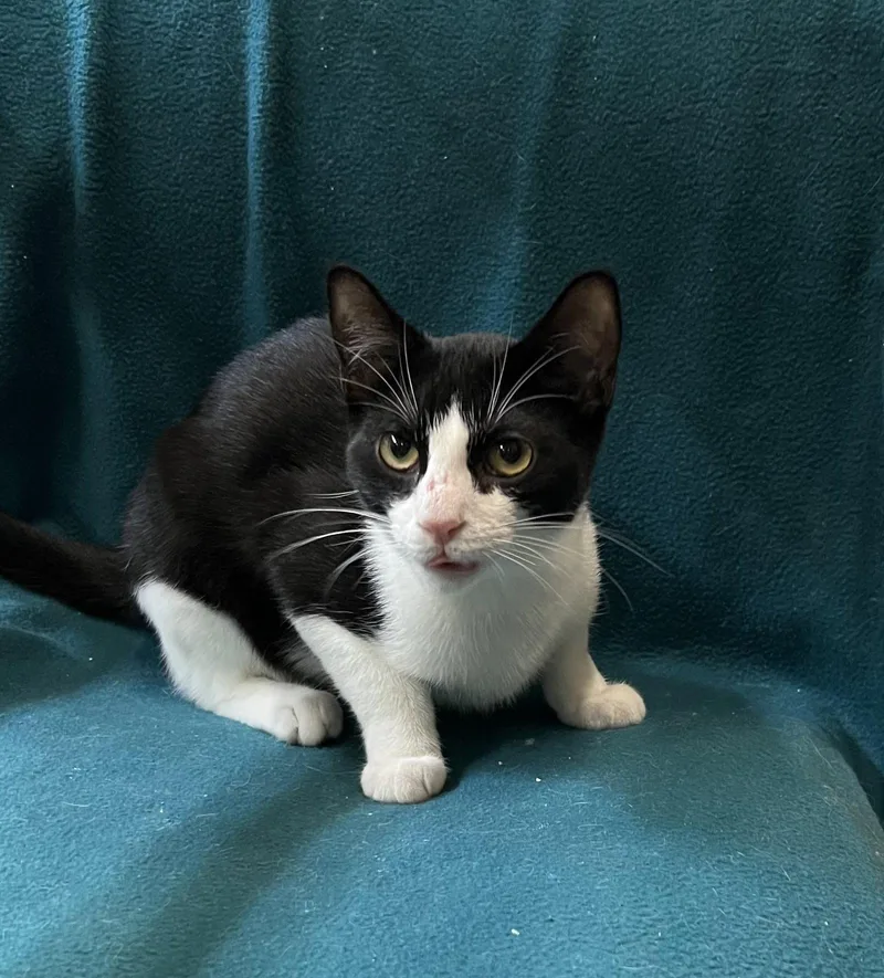 A young medium-sized female Black & White / Tuxedo Domestic Short Hair cat named Loretta for adoption in Blasdell, NY