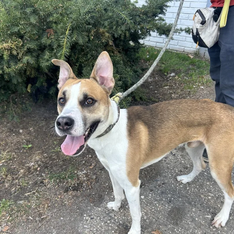 An adult medium-sized male Brown / Chocolate Mixed Breed dog named Nash for adoption in Weimar, CA