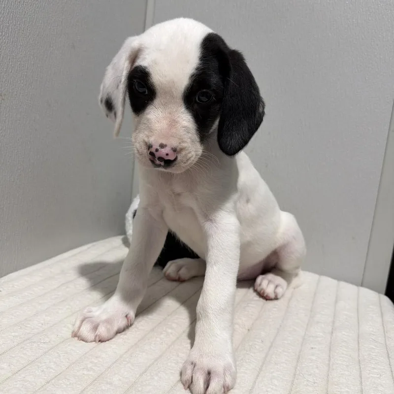 A baby medium-sized male White / Cream Labrador Retriever dog named Mars for adoption in Tampa, FL