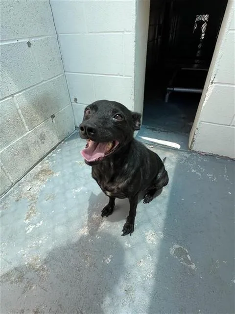 An adult small-sized female Rat Terrier dog named Ellie for adoption in Corpus Christi, TX