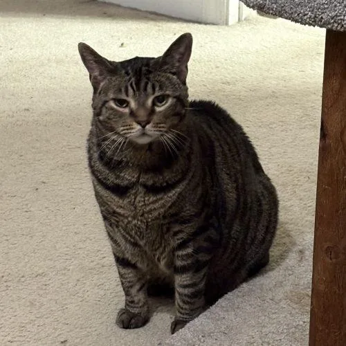 Norbert