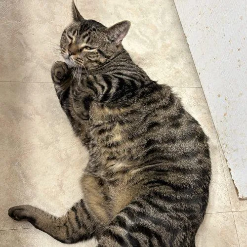 Norbert thumbnail 2