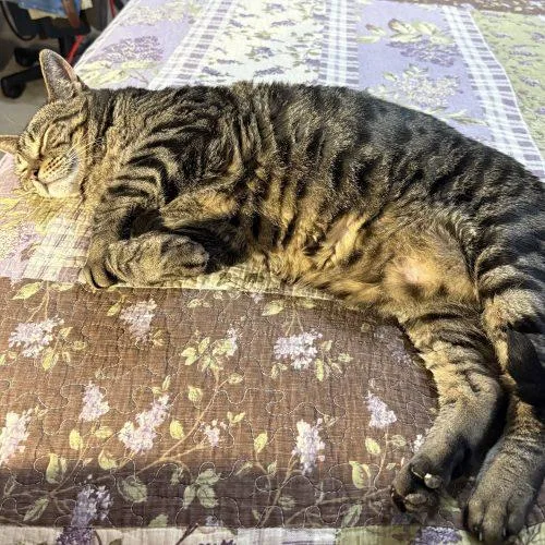 Norbert thumbnail 3