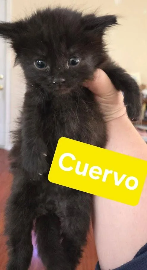 A baby medium-sized male Domestic Short Hair cat named Fiesta Crew Ct for adoption in Norwich, CT