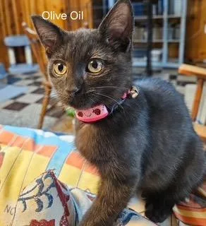A baby medium-sized female Domestic Short Hair cat named Olive Oil for adoption in Parkville, MD