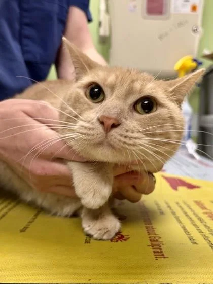 An adult large-sized male Domestic Short Hair cat named Dylan for adoption in New Orleans, LA