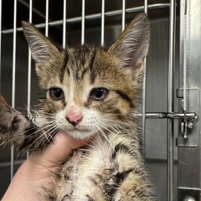 A baby small-sized male Brown / Chocolate Domestic Short Hair cat named Dip Dog for adoption in Marion, VA