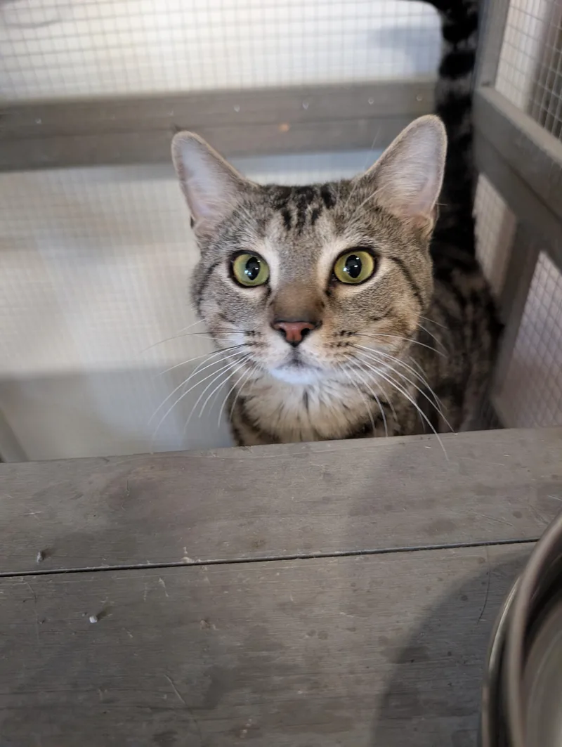A young medium-sized male Tabby (Buff / Tan / Fawn) Domestic Short Hair cat named Spruce for adoption in Chuckey, TN
