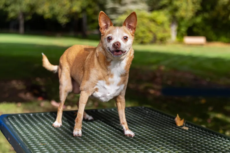 A senior small-sized female Yellow / Tan / Blond / Fawn Chihuahua dog named Chloe for adoption in Silvana, WA