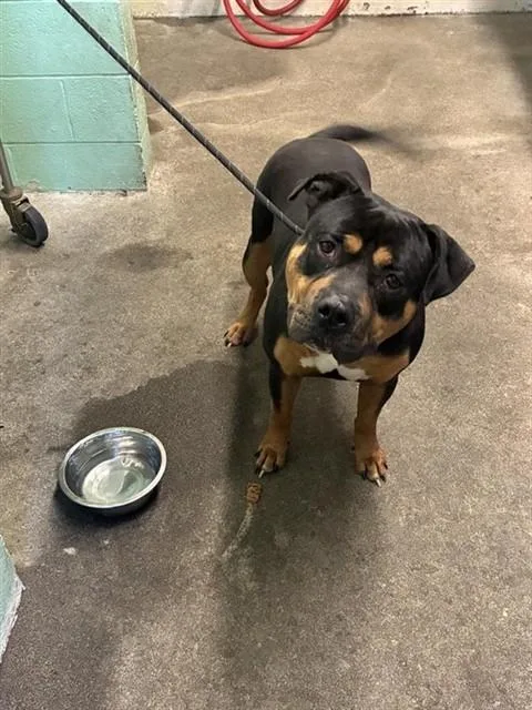 A young medium-sized male Rottweiler dog named Tractor for adoption in Sacramento, CA