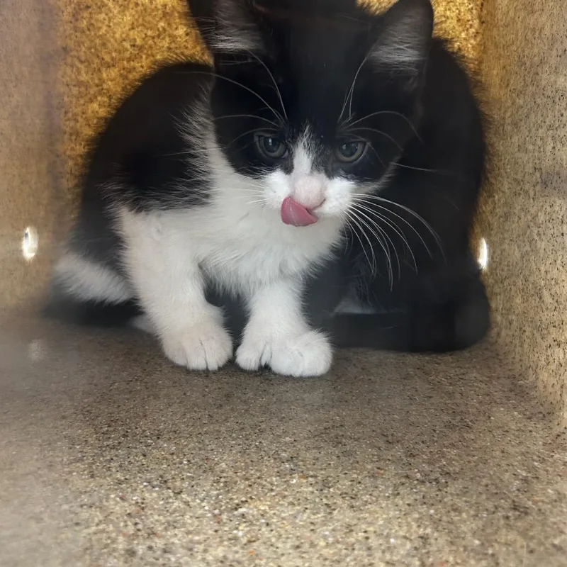 A baby small-sized male Black Domestic Short Hair cat named Sun for adoption in Philadelphia, PA