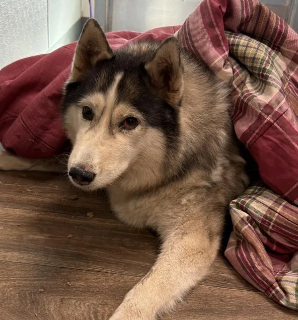 A senior large-sized female Alaskan Malamute dog named Scrimp for adoption in San Diego, CA