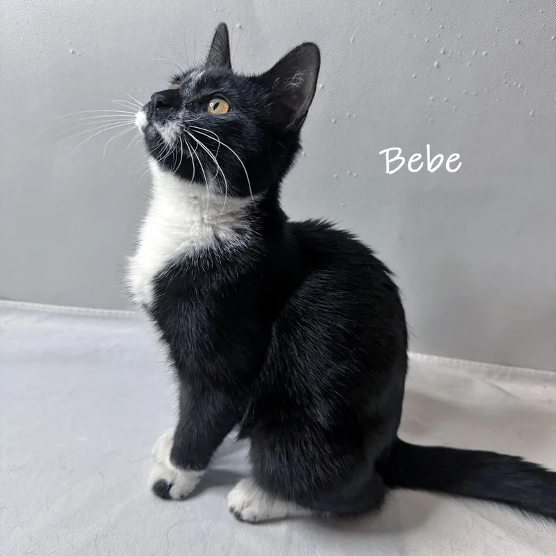 Tina And Bebe thumbnail 4