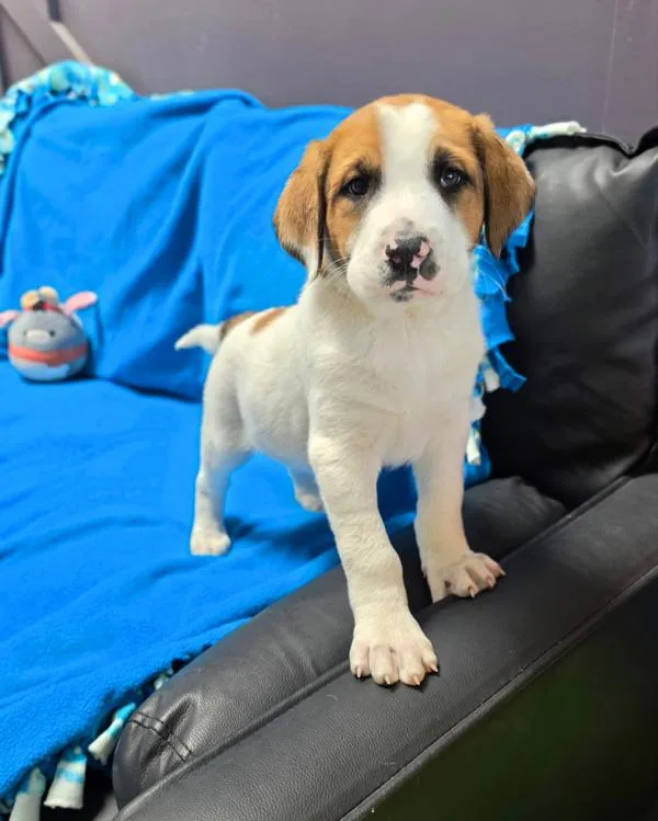 A baby small-sized male Great Pyrenees dog named Ferris for adoption in Novato, CA