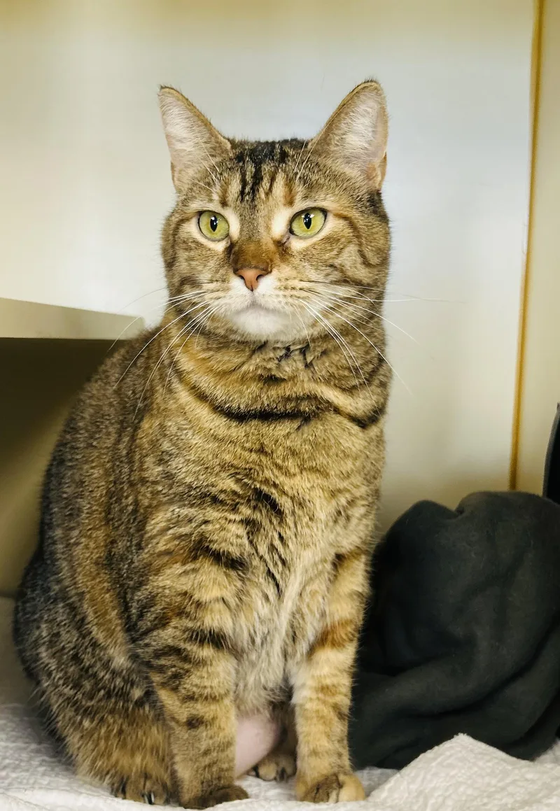 Corvette thumbnail 2