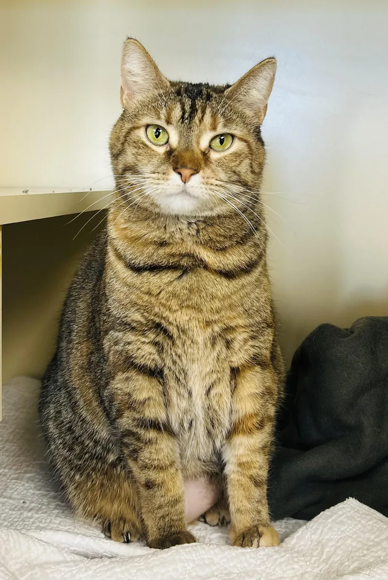 A young medium-sized female Torbie Domestic Short Hair cat named Corvette for adoption in Myerstown, PA