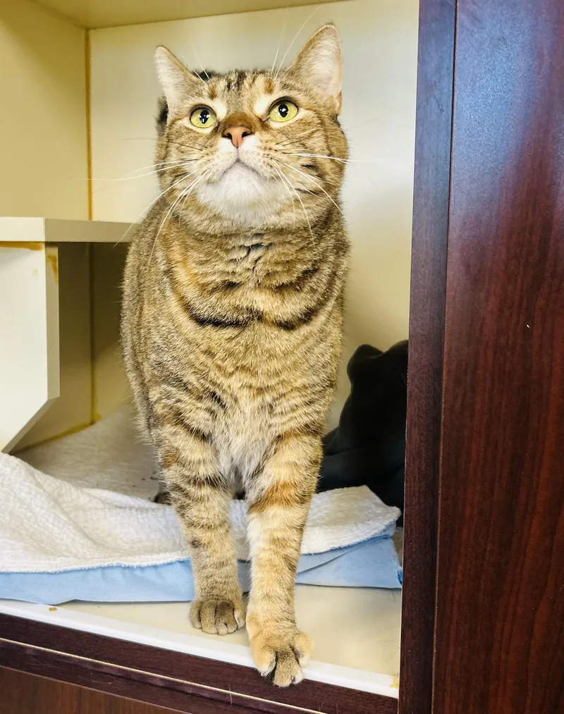 Corvette thumbnail 3