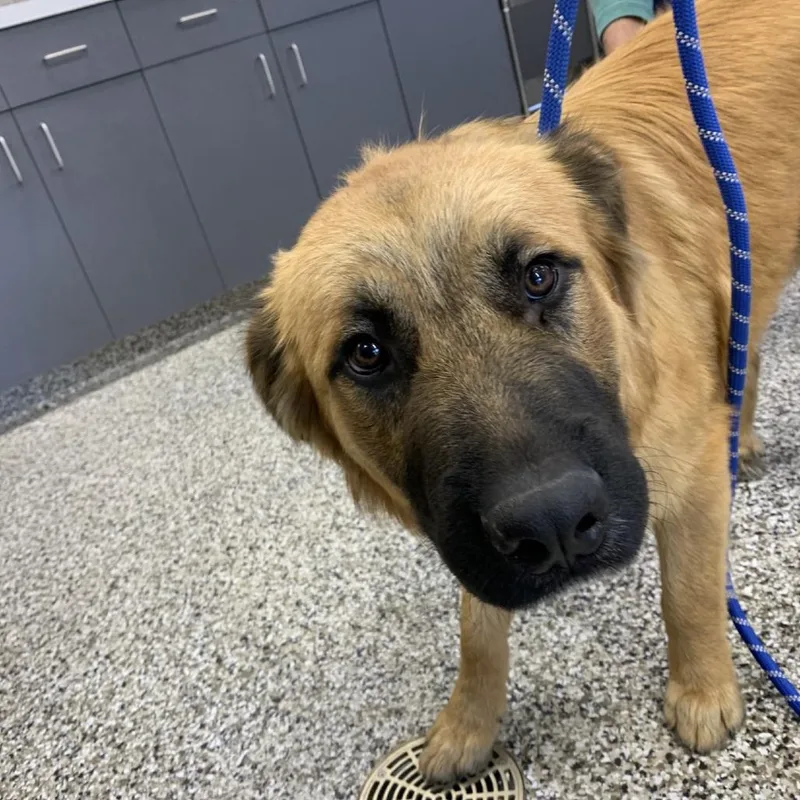 A young large-sized male Brown / Chocolate Anatolian Shepherd dog named Grizzly for adoption in Morganton, NC