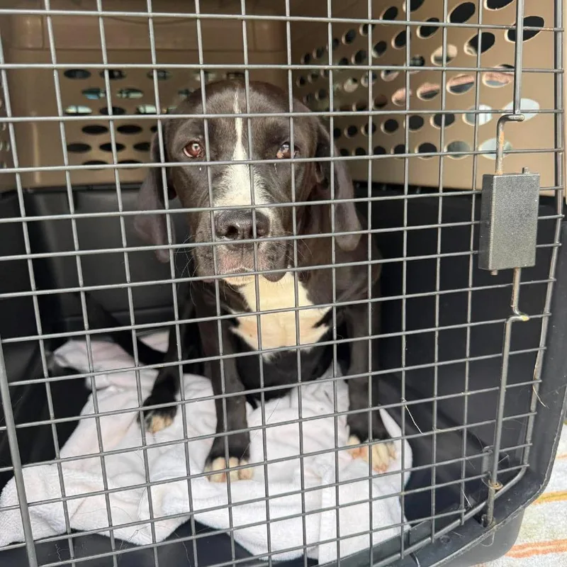 An adult medium-sized female Black Mixed Breed dog named Luscious  SH for adoption in Huntington, WV