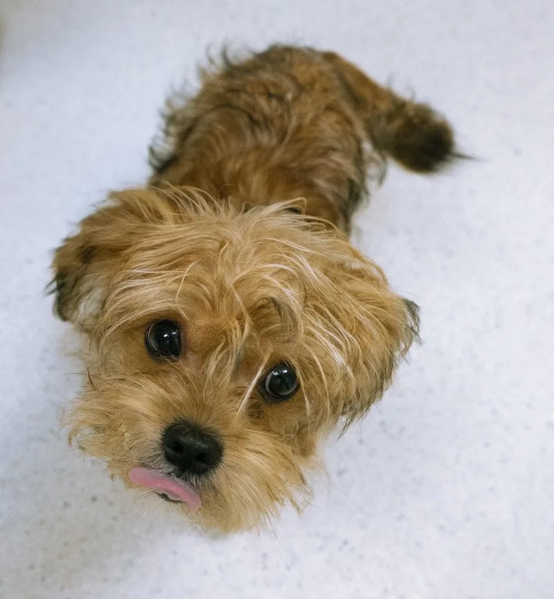 A baby small-sized male Yorkshire Terrier dog named Chester for adoption in Cincinnati, OH