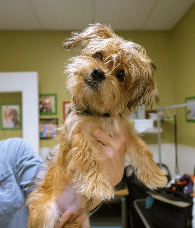 Chester thumbnail 2