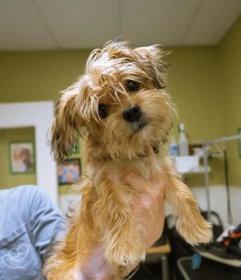 Chester thumbnail 3