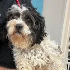 An adult small-sized female Black Shih Tzu dog named Ravioli for adoption in Buellton, CA