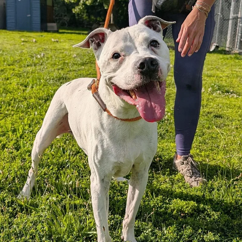 A senior small-sized male White / Cream Pit Bull Terrier dog named Lucky Stars ~ Coming for adoption in Chicago, IL