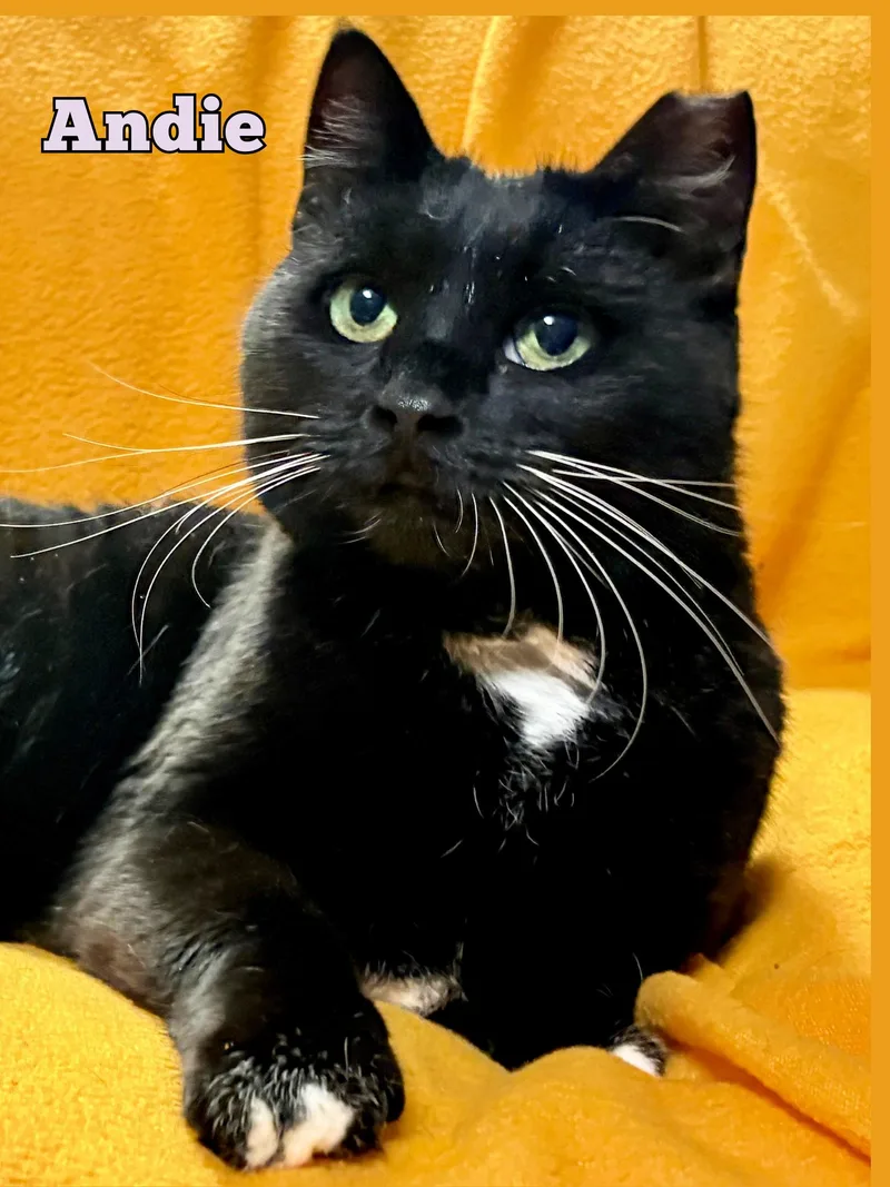 An adult medium-sized female Black & White / Tuxedo Domestic Short Hair cat named Andi for adoption in Monticello, IL