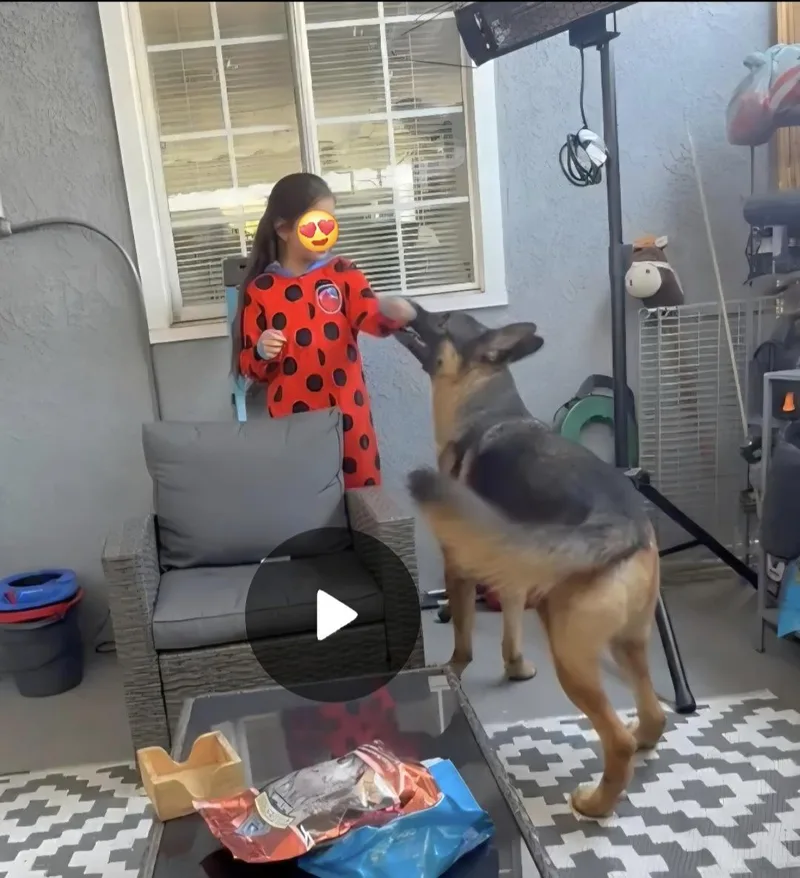 A young medium-sized male German Shepherd Dog dog named Zeus is well behaved for adoption in Redondo Beach, CA