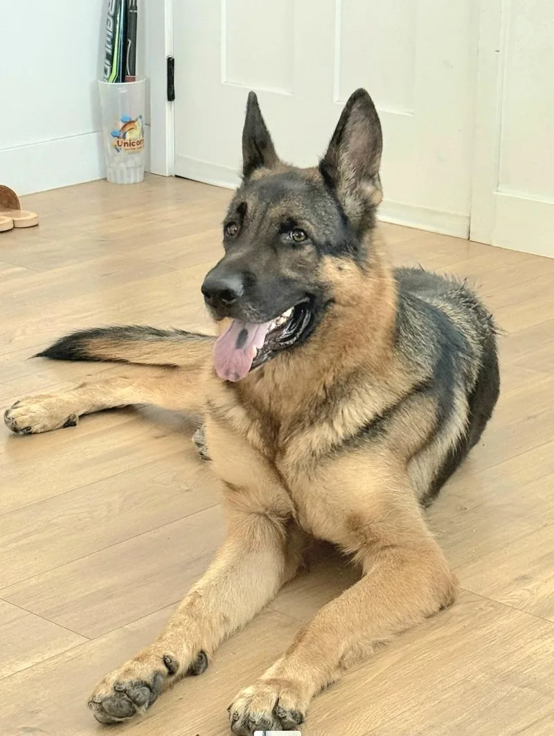 Zeus is well behaved thumbnail 2