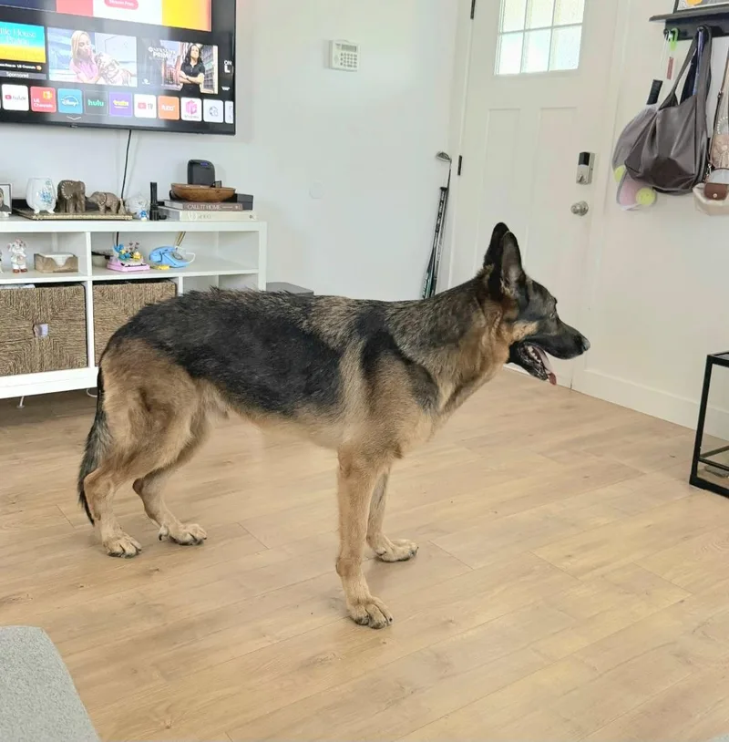 Zeus is well behaved thumbnail 3