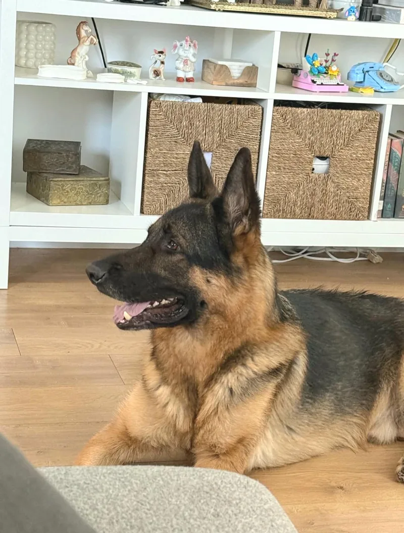 Zeus is well behaved thumbnail 4