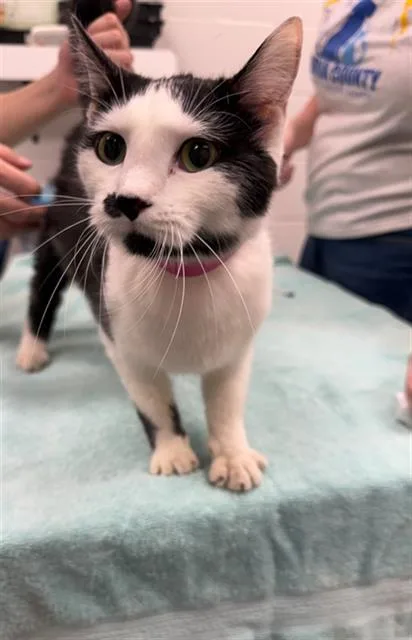 An adult medium-sized female Domestic Medium Hair cat named Crown for adoption in Peoria, IL